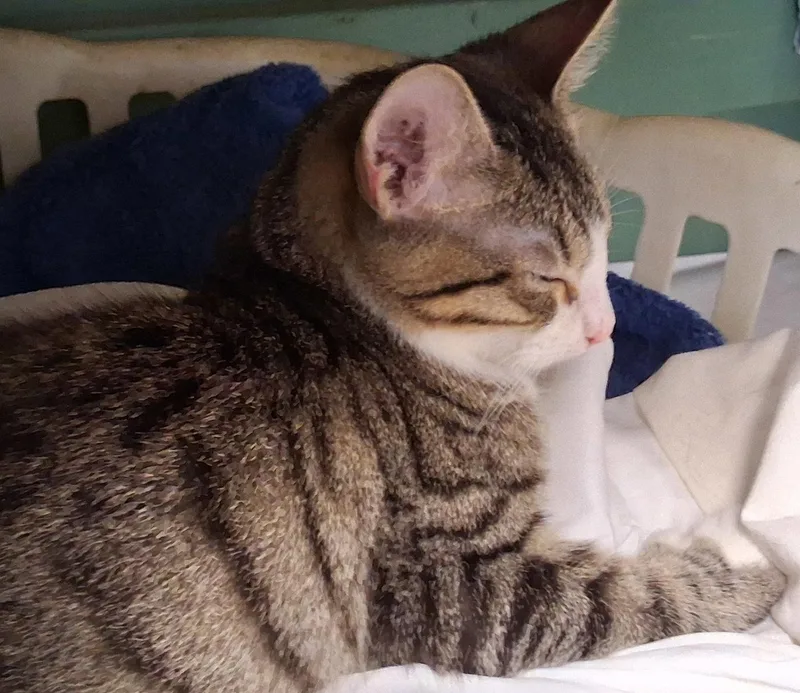 A baby medium-sized male Domestic Medium Hair cat named Muffy for adoption in Mcconnelsville, OH