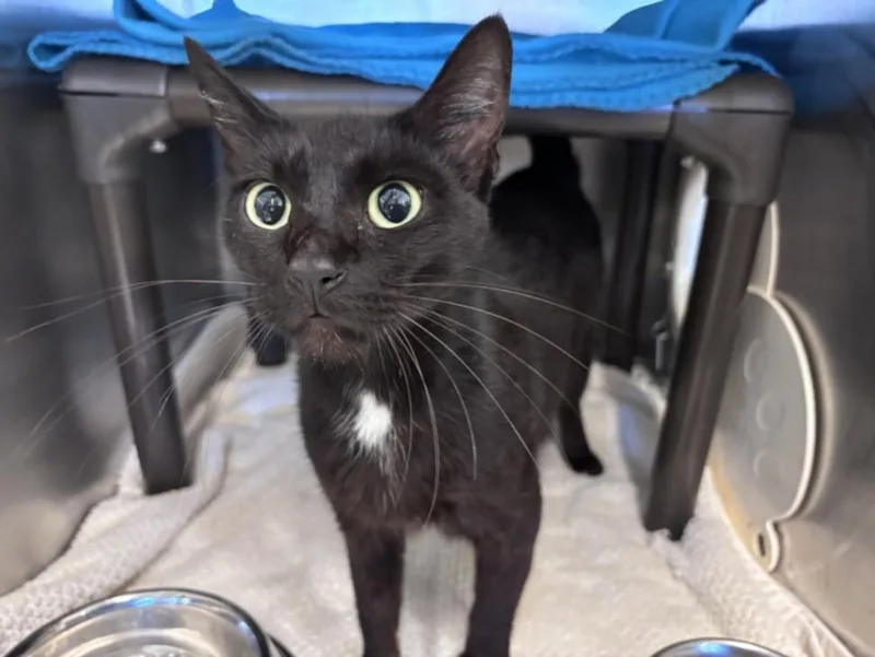 A young medium-sized female Domestic Short Hair cat named Dinah for adoption in Houston, TX