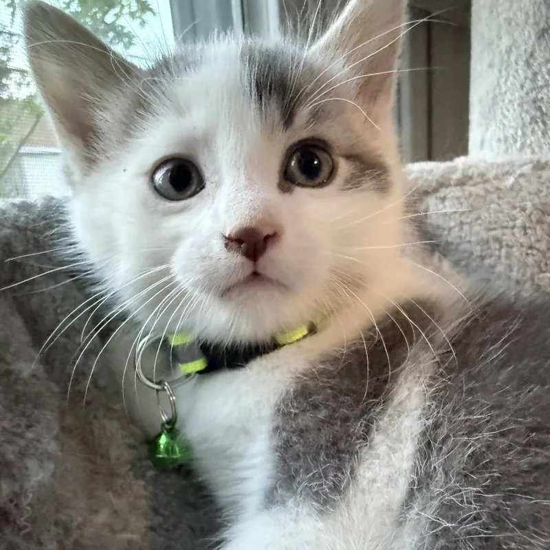 A baby small-sized male Gray & White American Shorthair cat named Bruno Weening From Mom for adoption in GALESVILLE, WI