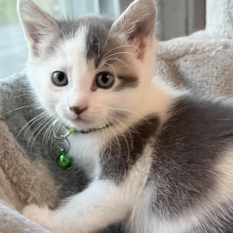Bruno Weening From Mom thumbnail 2