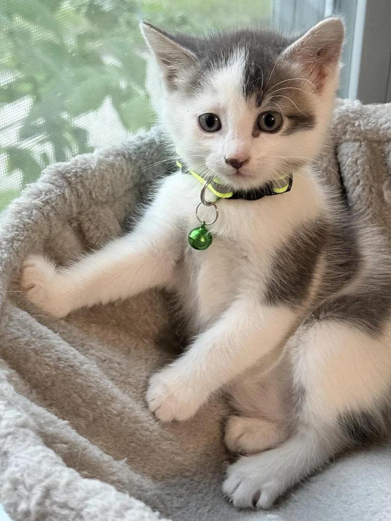 Bruno Weening From Mom thumbnail 3