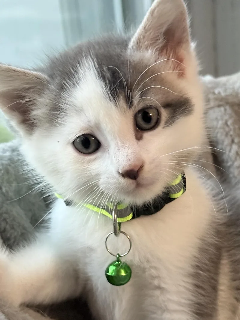 Bruno Weening From Mom thumbnail 5