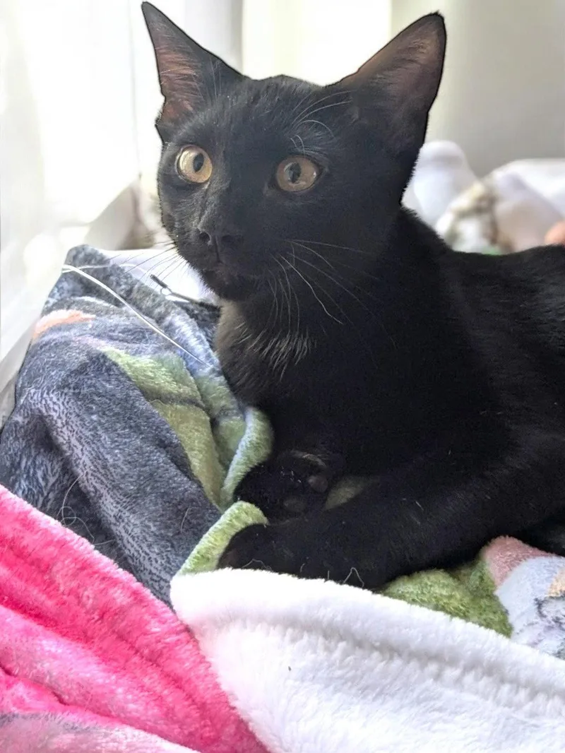 A young medium-sized male Black Domestic Short Hair cat named Uno for adoption in Champaign, IL