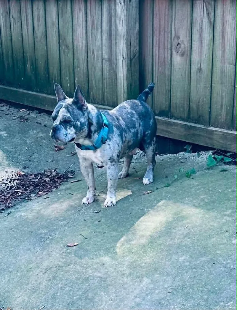 An adult small-sized male French Bulldog dog named Martin for adoption in Lucedale, MS
