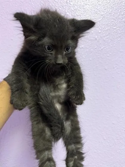 A baby small-sized female Black Domestic Medium Hair cat named Norbit for adoption in El Paso, TX