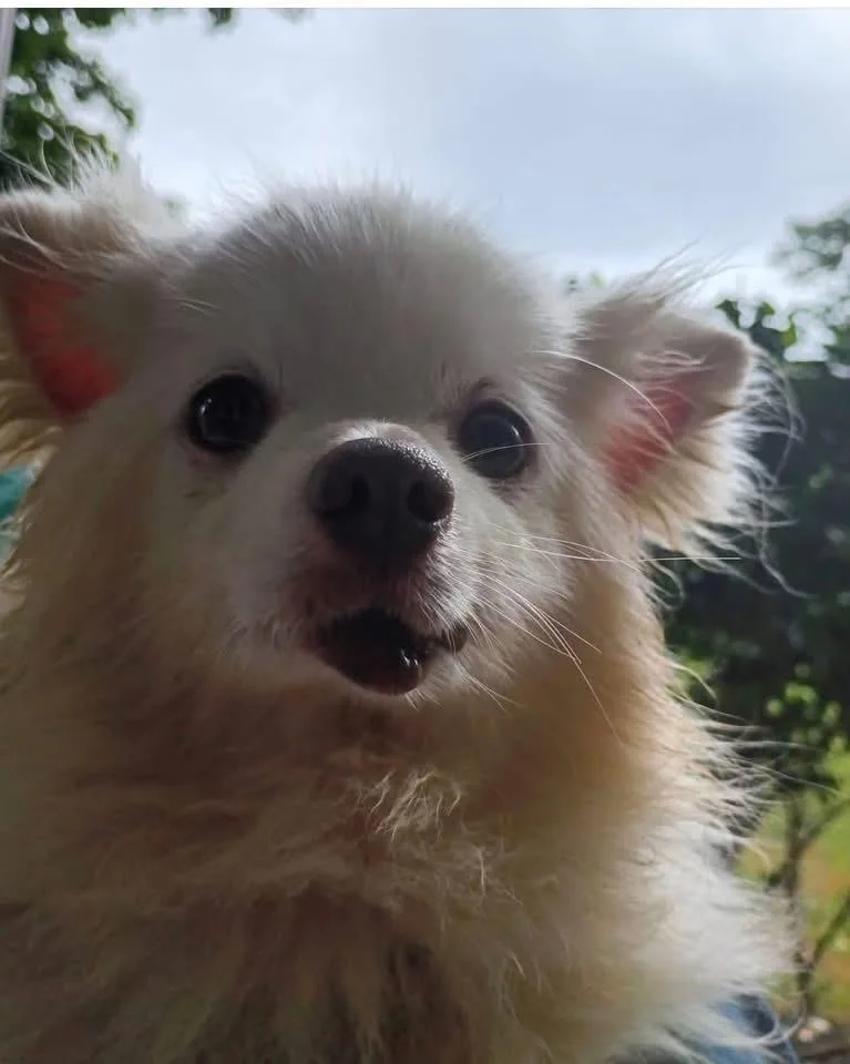 An adult small-sized male White / Cream Pomeranian dog named Mr. Possum for adoption in Middletown, CT