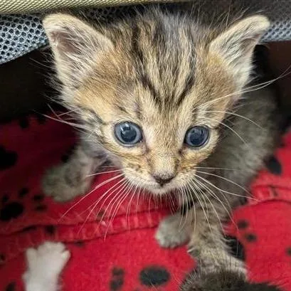 A baby small-sized male Brown / Chocolate Domestic Short Hair cat named Alfie for adoption in Houston, TX