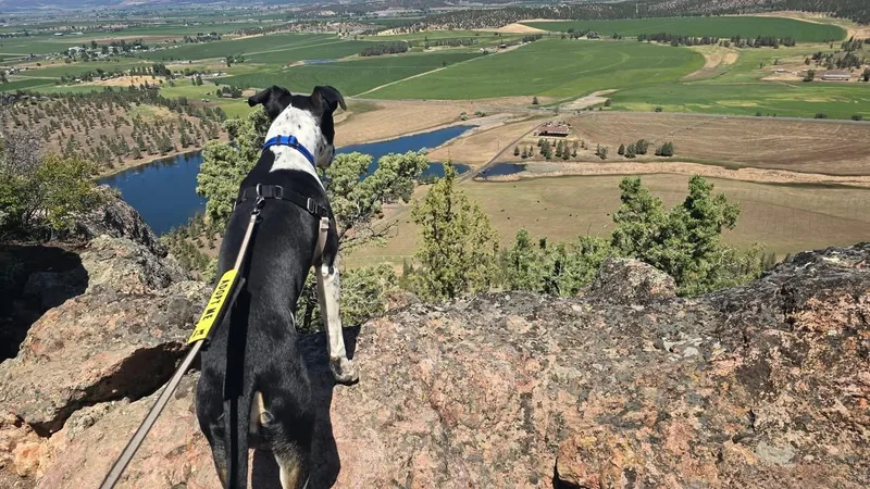 An adult large-sized male Mixed Breed dog named Thomas for adoption in Prineville, OR