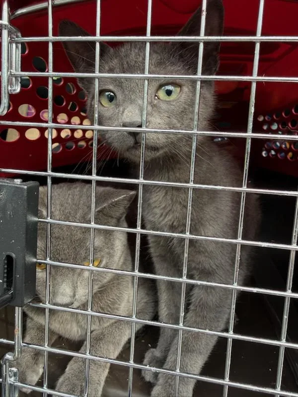 A young small-sized female Domestic Short Hair cat named Noodle for adoption