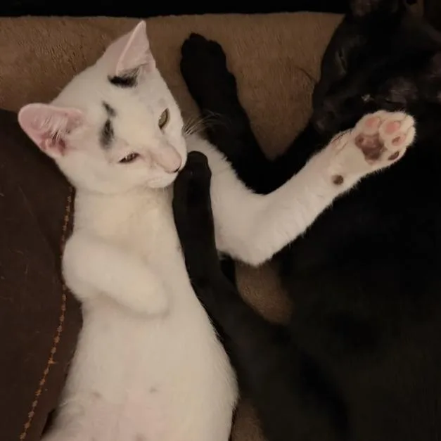 A baby small-sized male Domestic Short Hair cat named Snowball for adoption in Houston, TX