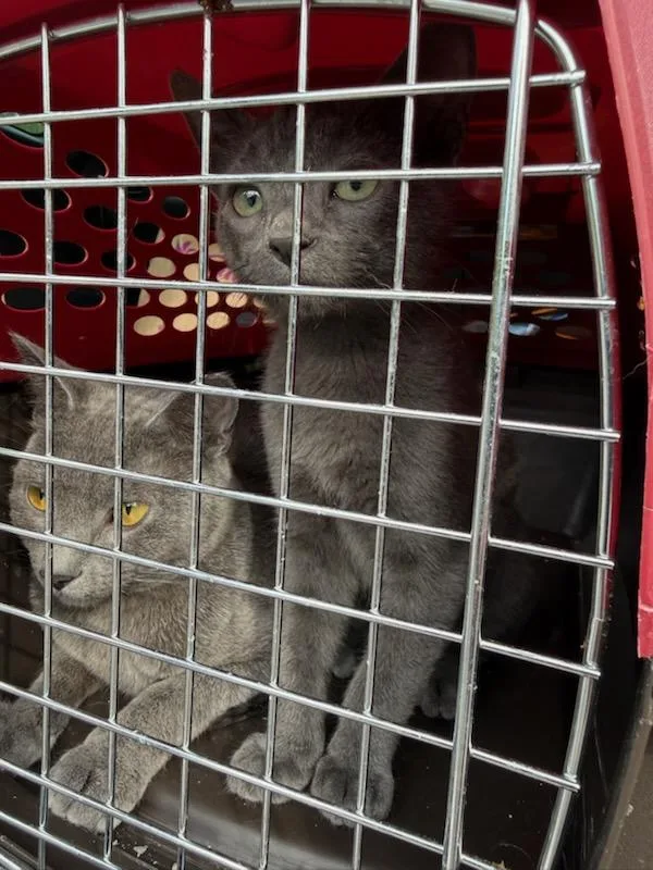 A baby small-sized male Gray Domestic Short Hair cat named Nugget for adoption