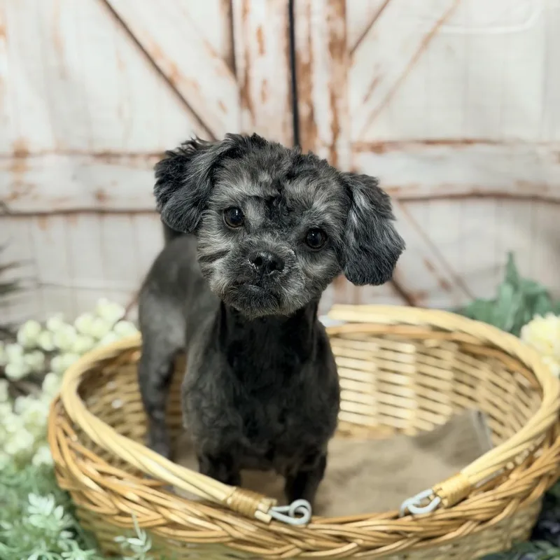 A young small-sized female Shih Tzu dog named Mei Mei for adoption in Pacific Grove, CA