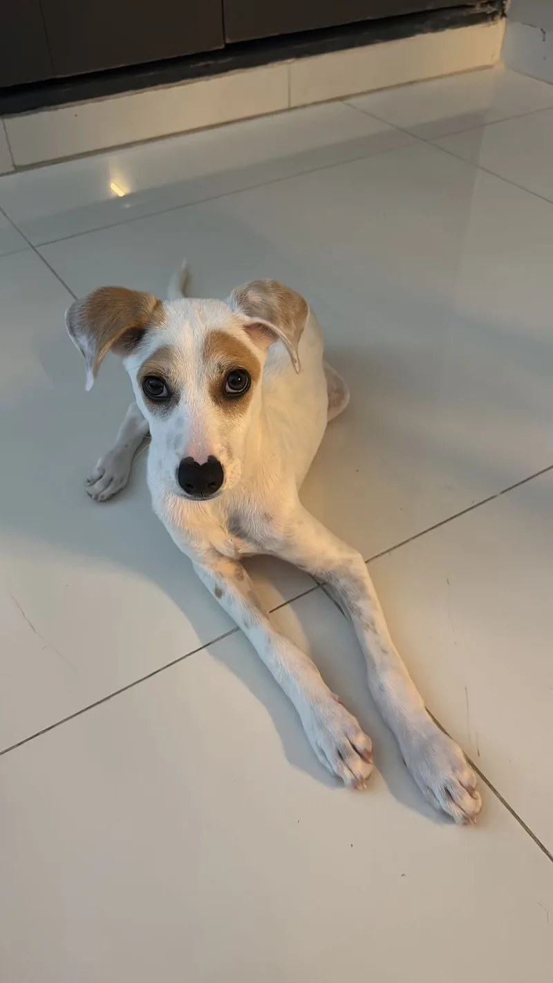 Falcor thumbnail 4