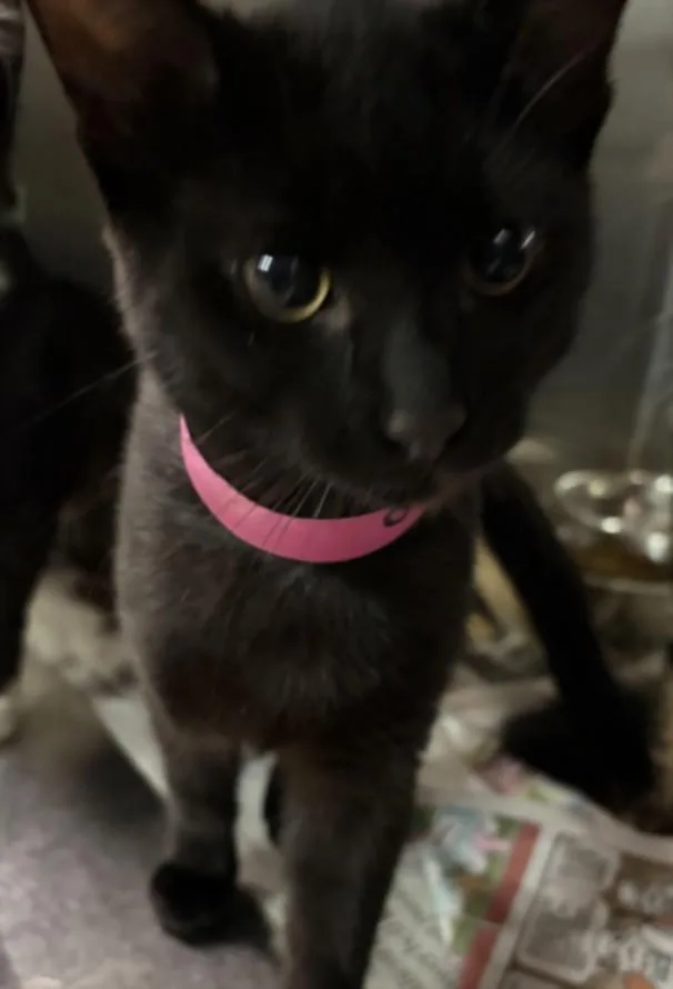 A baby medium-sized male Domestic Short Hair cat named Catrick for adoption in Los Angeles, CA