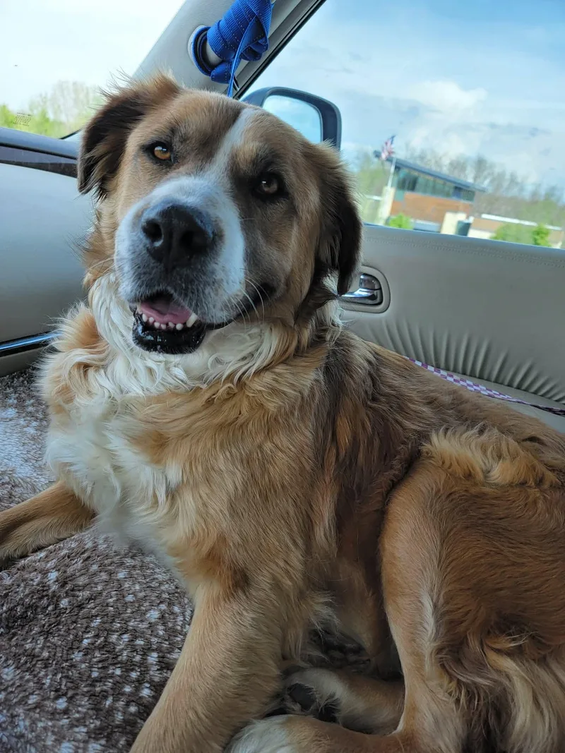An adult medium-sized female Brown / Chocolate Mixed Breed dog named Missy for adoption in Hindsboro, IL