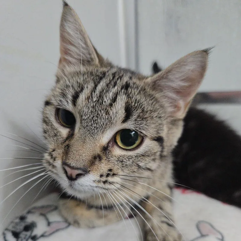 An adult small-sized female Brown / Chocolate Domestic Short Hair cat named Starla for adoption in Overland Park, KS