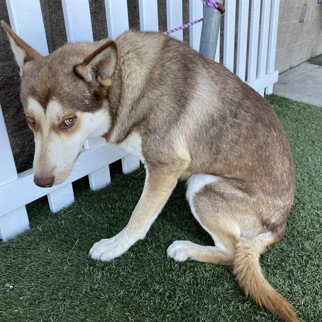 An adult large-sized male Siberian Husky dog named Jace for adoption in Modesto, CA