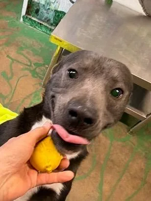 Baloo thumbnail 4