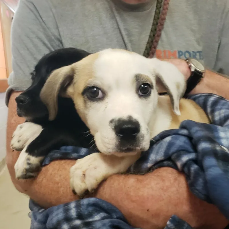 An adult medium-sized female White / Cream Mixed Breed dog named Roast Beef for adoption in Austin, TX