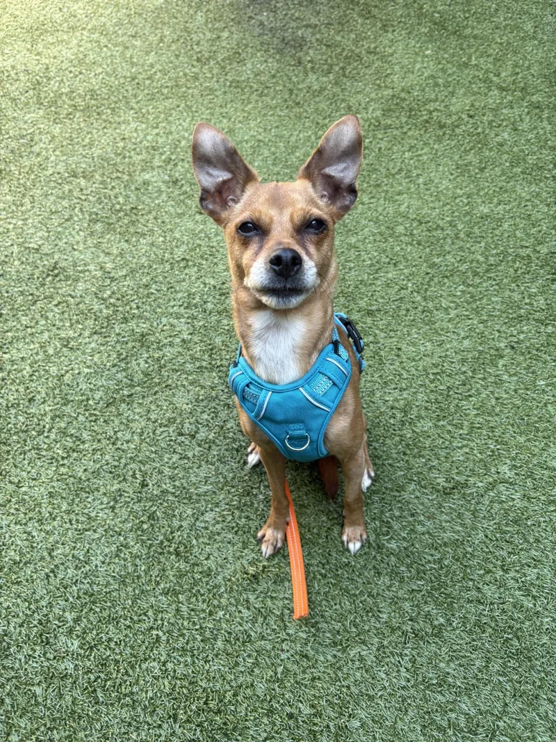 A senior small-sized female Brown / Chocolate Mixed Breed dog named Hazel for adoption in Mount Juliet, TN