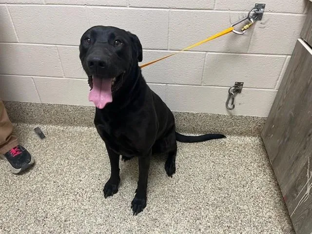 An adult large-sized male Labrador Retriever dog named Clyde for adoption in Colorado Springs, CO