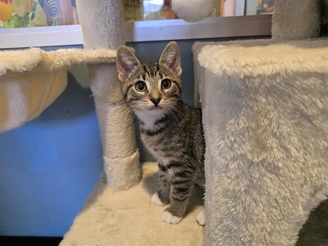 Mia