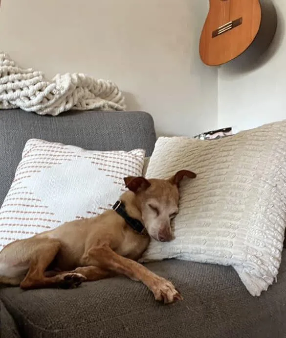 Spanky And Pepper thumbnail 3