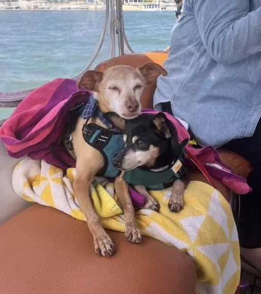 Spanky And Pepper thumbnail 4