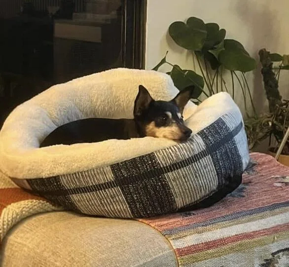 Spanky And Pepper thumbnail 5