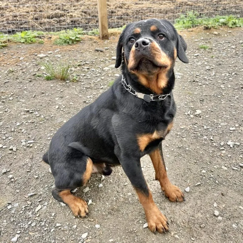Duke