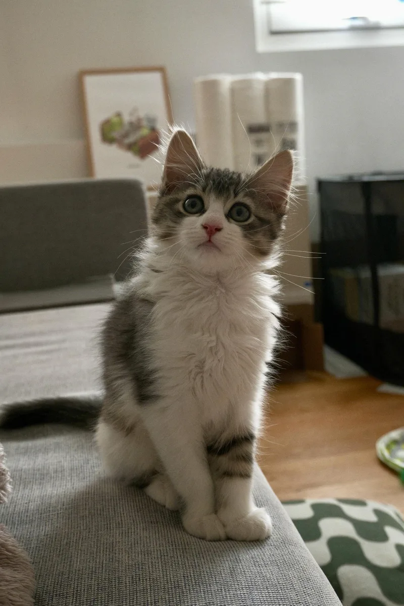 A baby small-sized female Tabby (Gray / Blue / Silver) Domestic Medium Hair cat named Fluffy for adoption in Long Island City, NY