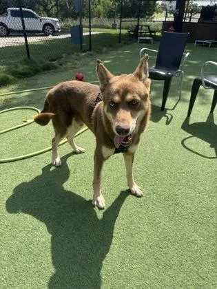 A young large-sized male Cattle Dog dog named Scout for adoption in Farmers Branch, TX