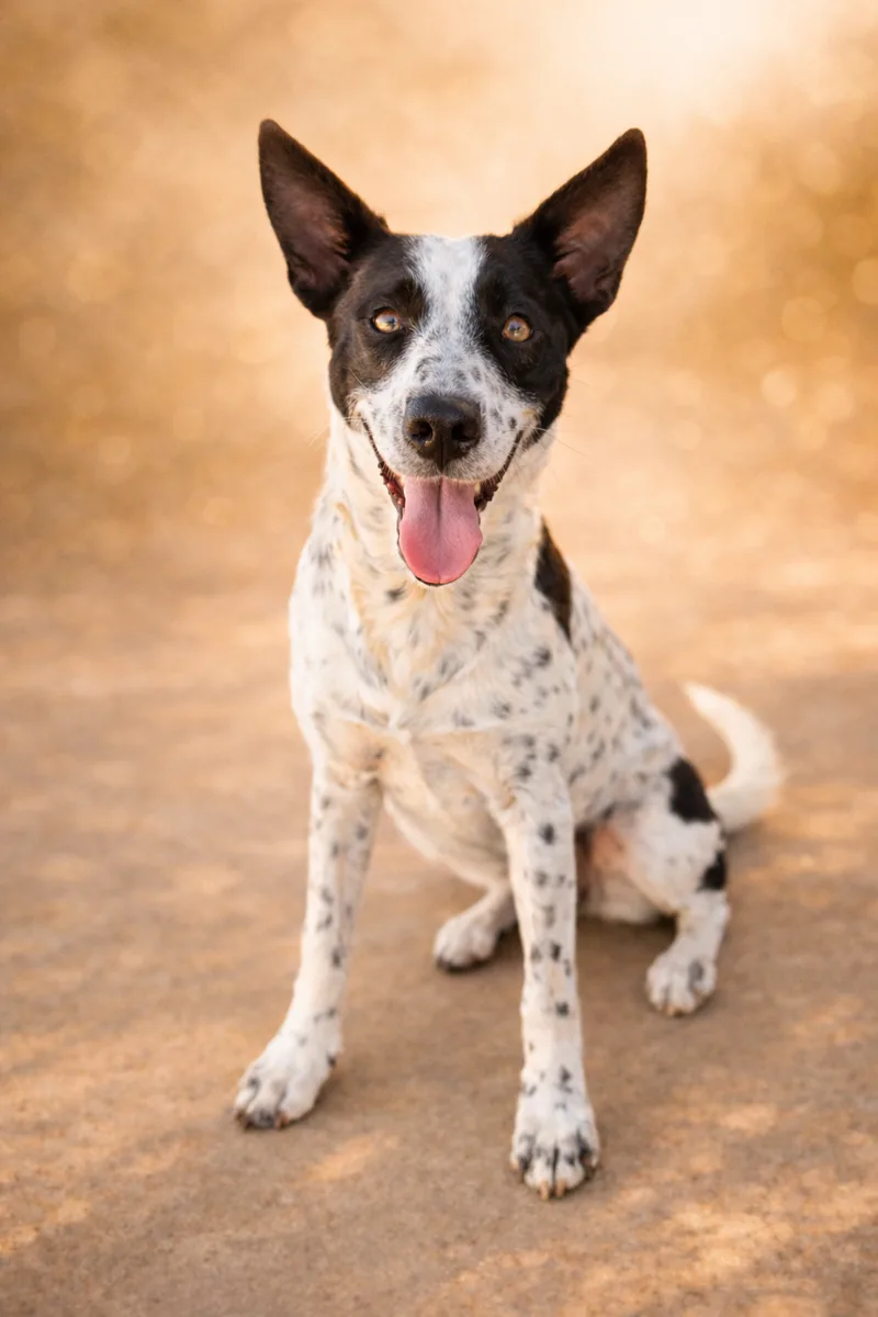 A young medium-sized female White and black Mixed Breed dog named Moni for adoption