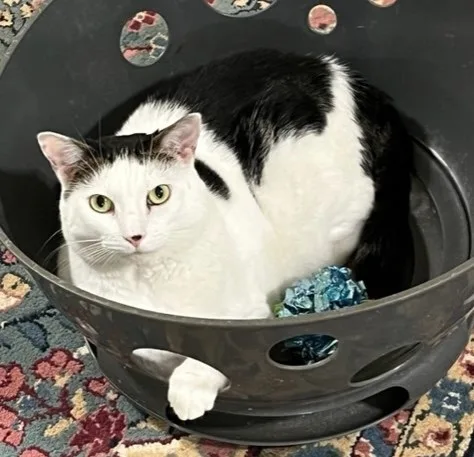 A senior medium-sized female White Domestic Short Hair cat named Ellie for adoption in Mobile, AL