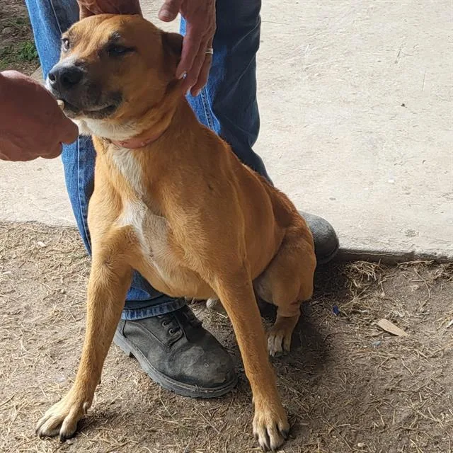 An adult medium-sized male Terrier dog named Greg for adoption in San Antonio, TX
