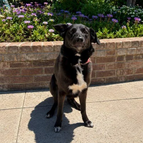 A young medium-sized female Bicolor Border Collie dog named Reba for adoption in Lathrop, CA