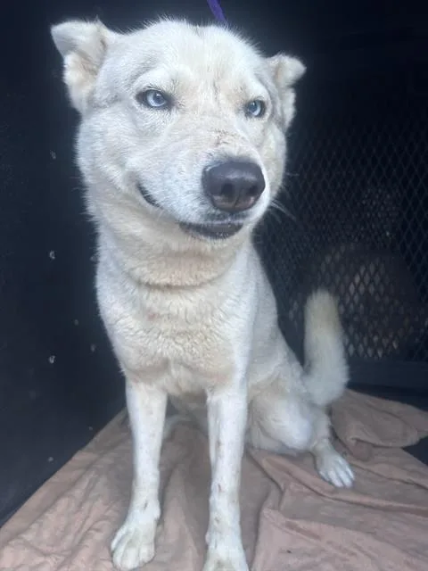 A young small-sized female Siberian Husky dog named Roxy for adoption in Tustin, CA