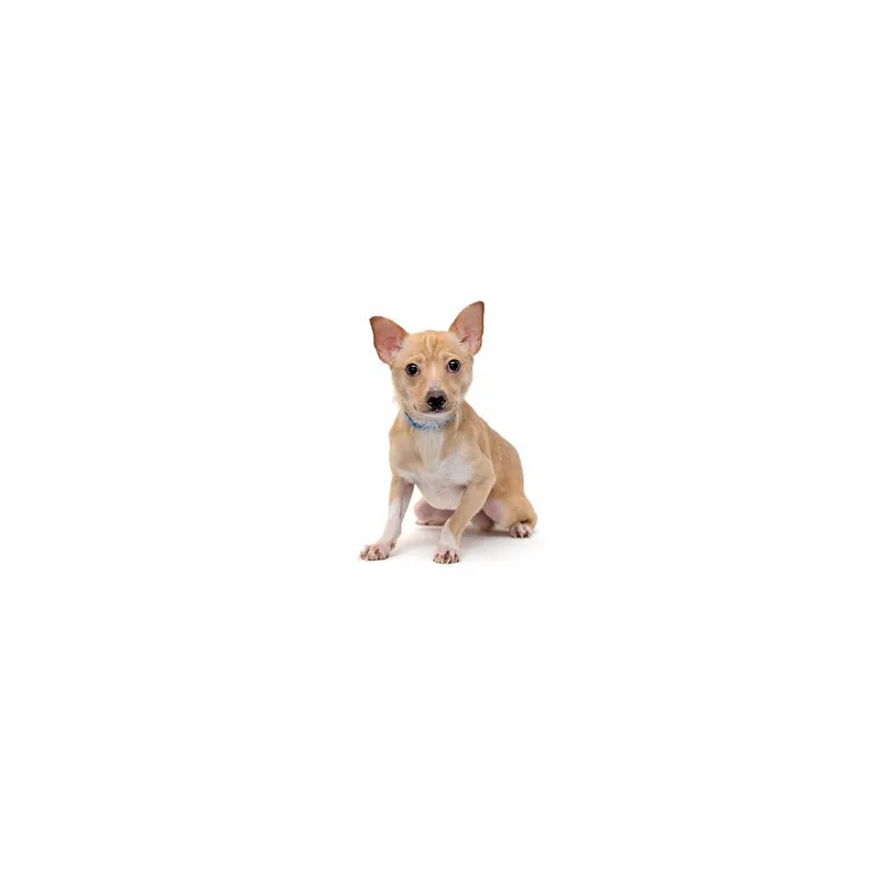 A young small-sized male White / Cream Mixed Breed dog named Edgar for adoption in Playa Vista, CA
