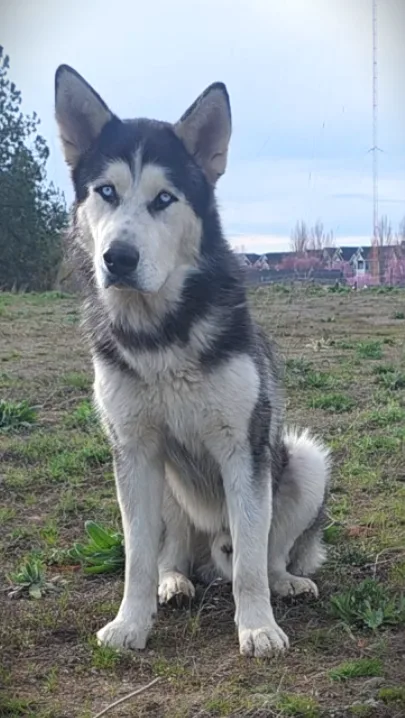 A young large-sized male black & white Alaskan Malamute dog named Moose for adoption in Elk, WA
