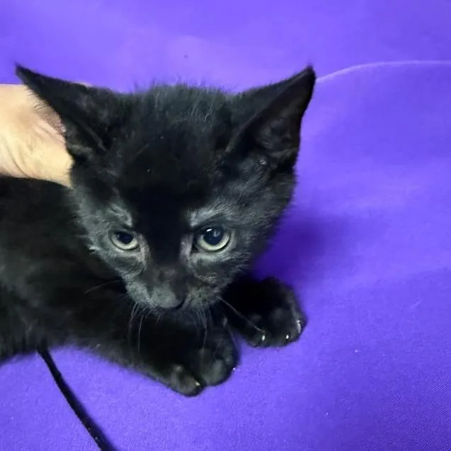 A baby small-sized male Black Domestic Short Hair cat named Dianthus for adoption in North Myrtle Beach, SC