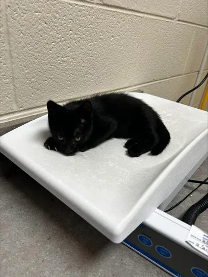 A baby small-sized female Domestic Short Hair cat named Raja for adoption in Westland, MI