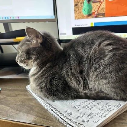 An adult small-sized female Gray / Blue / Silver Domestic Short Hair cat named Pokey for adoption in Atlanta, GA