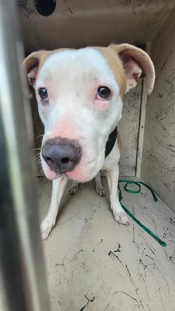 A young large-sized female Staffordshire Bull Terrier dog named Alpha for adoption in Saint Cloud, FL