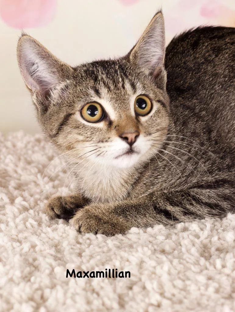 A baby small-sized female Domestic Short Hair cat named Maxi for adoption in Gilbert, AZ