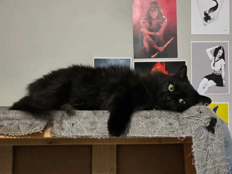 An adult small-sized female Black Domestic Long Hair cat named Bella for adoption