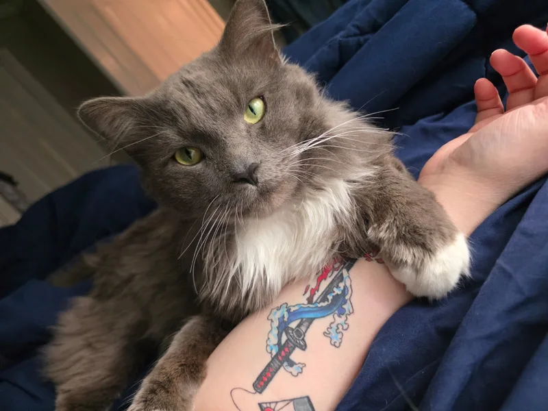 An adult medium-sized male Domestic Long Hair cat named Karim for adoption