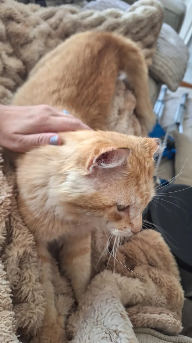 School Bus Driver thumbnail 5