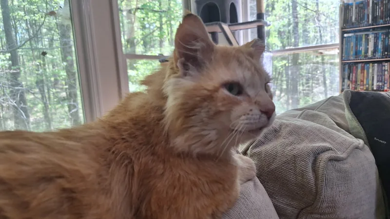 An adult small-sized male Domestic Long Hair cat named School Bus Driver for adoption