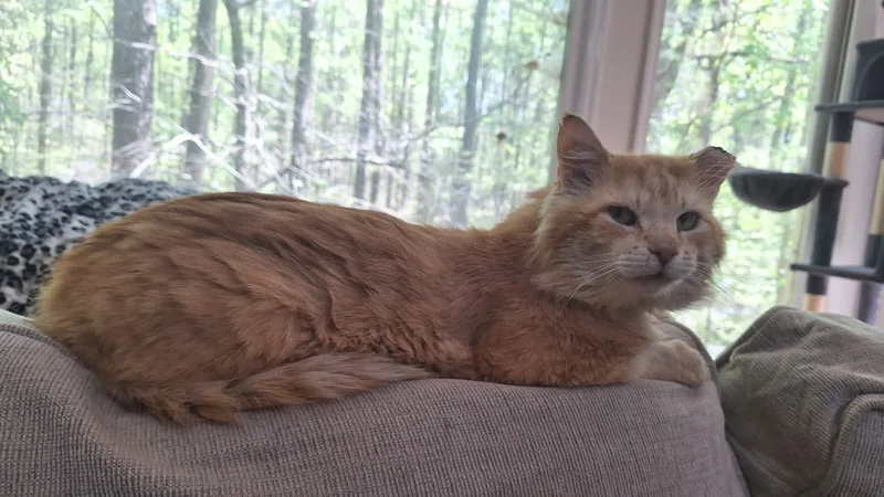 School Bus Driver thumbnail 2