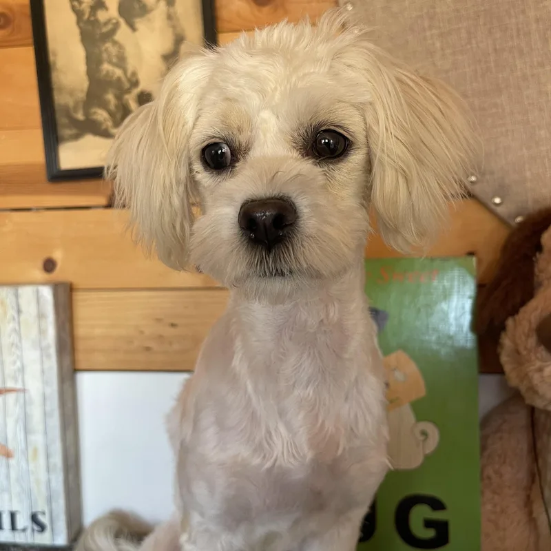 A young small-sized female White / Cream Maltese dog named Jennifer for adoption in Vacaville, CA